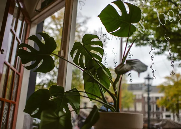 Bed and breakfast Elderflour & Microbakery Schiedam